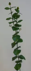 Paquete de follaje artificial ""verde"" de eucalipto de 81 cm de altura de 6 tallos - Imagen 1 de 1