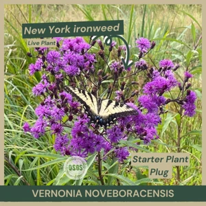 Vernonia noveboracensis | New York ironweed | Starter Plant Plug | Live Plant - Picture 1 of 9