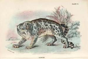 Stampa Antica 1896 LEOPARDO DELLE NEVI = Felini = CROMOLITOGRAFIA Old Print - Picture 1 of 1