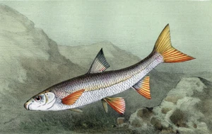 Estampe gravure lithographie illustration poisson LE HOTU ou CHONDROSTOMA NASUS - Imagen 1 de 2