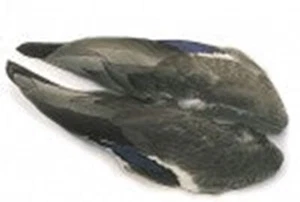 Mallard Duck whole wings - Picture 1 of 1