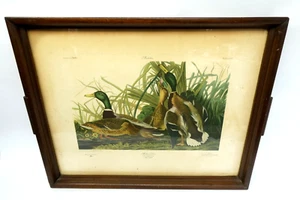 Vintage Audubon Mallard Duck Limited Edition Print Framed Art Plate CCXXI C282 - Picture 1 of 18