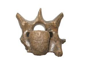 Pleistocene Steppe Bison Ice Age mammal fossil vertebra Extinct species #12 - Picture 1 of 10