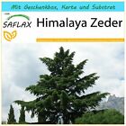 SAFLAX Geschenk Set - Himalaya Zeder - Cedrus - 35 Samen