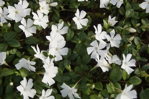 10 x Vinca minor Alba(Bodendecker/winterhart/Staude/trittfest)Kleines Immergrün - Bild 1 von 4