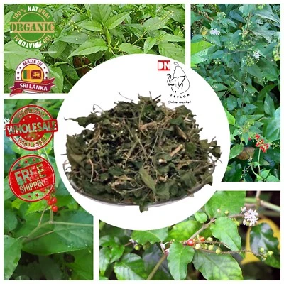 DN CEYLON Dried Dog Blood Bush Herb Rivina Humilis Fertility Bush Pure Natural GMO Free