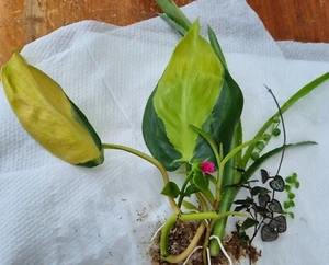 Indoor Plant Cuttings 5 Pack Collectors Philodendron Pothos Syn Peperomia - Picture 1 of 8