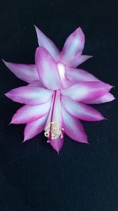 Zygo Cactus / Schlumbergera , Rare Variegated plant - Picture 1 of 4