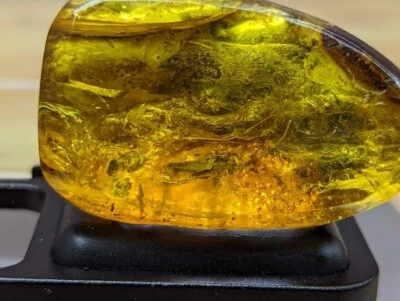 Amber Stone With One Insect Inside 1 Piece 19.83 Grams - Image 1 of 4