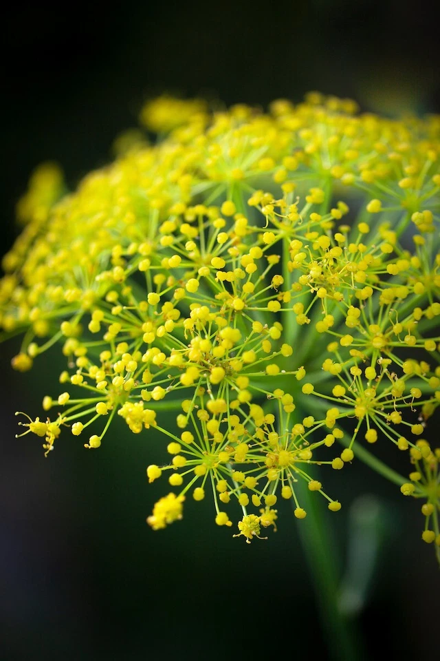 GIANT FENNEL - Ferula communis - 10+ Seeds - Graines K 033 - Image 1 of 1