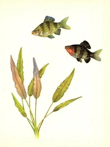 Impresión artística vintage de peces de acuario tropicales con cabeza púrpura 3385-48 - Imagen 1 de 1