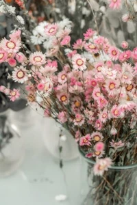 100 X PAPERDAISY SEEDS-MIXED COLOURS-PINK-WHITE-COTTAGE GARDEN-NATIVE CUT FLOWER - Picture 1 of 11