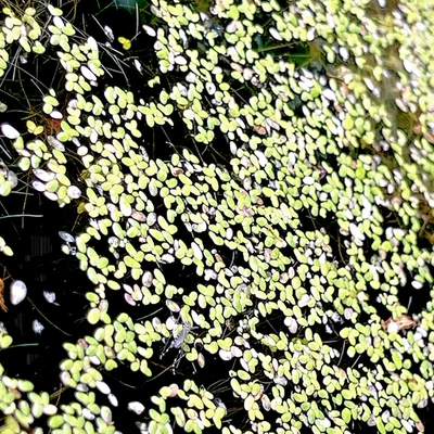 Duck weed Lemna aequinoctialis for ponds, dams or aquariums - image 1 of 3