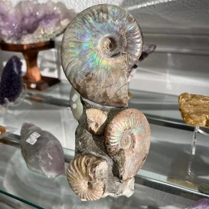 Ammonite (pearly opalescent) fossil standing sculpture healing crystal - Picture 1 of 5