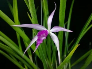 Orchid Cattleya Brassavola BC Amethyst mounted Mad Happenings Hanging plant - Picture 1 of 5