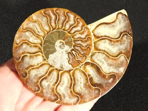 Big! Cleoniceras AMMONITE Fossil 100% Natural Split & Polished Madagascar 127gr - Picture 1 of 12