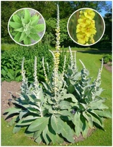 1000+ Organic Woolly Mullein Seeds ~Verbascum thapsus~ *Free US Shipping* - Picture 1 of 5