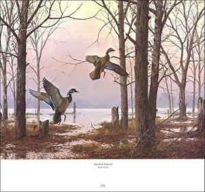 Pato de madera 1978 estampado vintage pájaro aves acuáticas patos de tierras altas aves moscas David Maass - Imagen 1 de 3