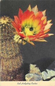 Cartolina d'epoca Cactus Cromo Riccio Rosso Texas Arcobaleno Fioritura Deserto - Foto 1 di 2