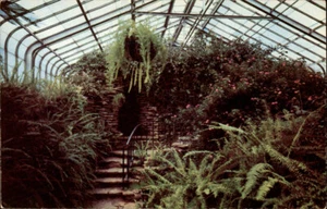 St. Paul,MN INTERIOR OF CONSERVATORY Como Park Ramsey County Minnesota Postcard - Picture 1 of 2