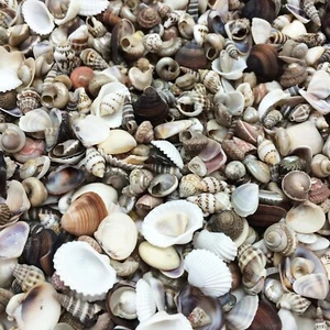 Extra Tiny Mix Sea Shells, Very Small & Clean, 8 OZ , 1/4 ~ 1/2" - Picture 1 of 2