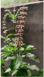 50 X HOLY BASIL-GREEN INDIAN SEEDS-RAMA TULSI-CULINARY HERBAL TEA PLANTS - Picture 1 of 9