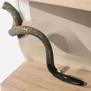 XXXL Kudu Yemenite Horn Shofar Chofar 52" Kosher Polished & Natural Very Rare - Picture 1 of 24