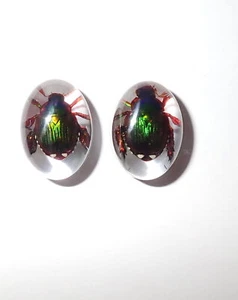 Insect Cabochon Oval 12x18 mm Golden Cockchafer Beetle Clear 2 pieces Lot - Picture 1 of 19