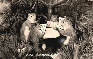 Squirrels Playing Cards The Gamblers Animals RPPC Vintage Postcard Real Photo \ - Picture 1 of 2
