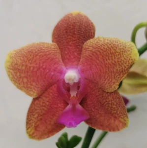 @ (◕‿◕)\\@ ANGEBOT : Phalaenopsis " Bolgheri " Duft Orchidee - Bild 1 von 2