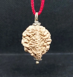 2 Mukhi Rudraksha Pendant Two Face Rudraksh Nepal Origin 100% Real Energized - Picture 1 of 1