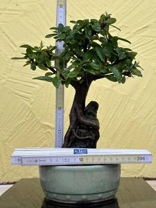 Joe Bonsai Japanischer Feuerdorn ohne Dornen Pyracantha 20 Jahre Schale Japan - Bild 1 von 14