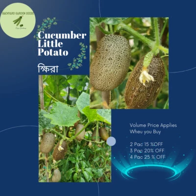  ORGANIC CUCUMBER Little Potato (ক্ষিরা) Heirloom OZ Backyard Grown 7 Seeds - Image 1 of 4
