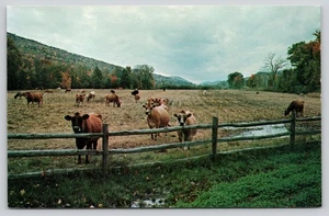 Postal cromada puente cubierto de vacas lecheras Grafton Vermont de colección Cheddar - Imagen 1 de 2