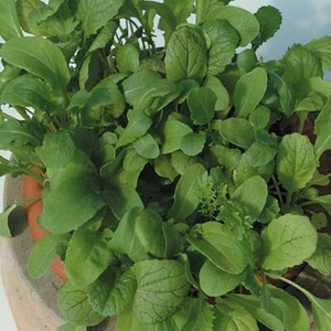 Paquete de semillas de hoja de ensalada ""Hoja picante mixta"" semillas de rey - Imagen 1 de 1