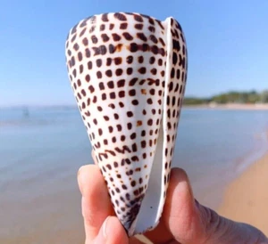 Large Lettered Alphabet Cone Seashell Conus Litteratus Seashell Rare Real 3"-4" - Picture 1 of 5
