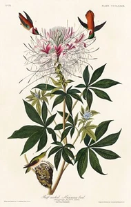 12135. Cartel estampado o lona decoración de pared diseño interior. Colibríes Audubon - Imagen 1 de 1