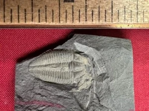 IMPRESE GEOLOGICHE trilobite fossile cambriano Amecephalus idahoensis idaho - Foto 1 di 5