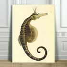 VINTAGE FISH ART - Pot Bellied Seahorse - CANVAS ART PRINT POSTER - 16x12"