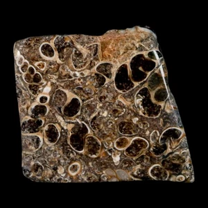 1.8" Polished Cut Slab Of Fossil Turritella Shells Eocene Age Wyoming Gastropod - Afbeelding 1 van 7