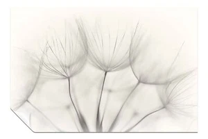 Soft Dandelion Flowers Close Up Artistic Poster Wall Art Home Decor - Picture 1 of 4