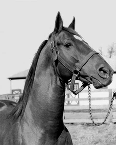 Champion Racehorse MAN O WAR Glossy 8x10 Photo Print Thoroughbred Poster - Picture 1 of 1