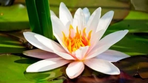 White Lotus Absolute Oil 100% Pure Flower Extract Oil 10ml. - Picture 1 of 2