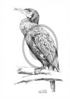 Druk artystyczny Kormoran 002 Ptaki Rysunki zwierząt Zwierzęta Malarstwo zwierząt