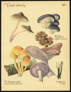 Edith Holden TOADSTOOLS vintage repro 1906 botanical print - Picture 1 of 3