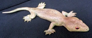 11" Life-Like Rubber Lizard - Picture 1 of 4