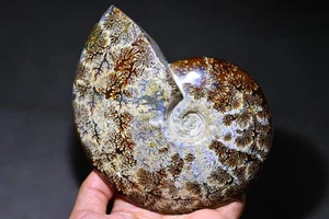 Natural Ammonite Fossil Conch Reiki mineral Specimen crystal Healing Decor 62 - Picture 1 of 10