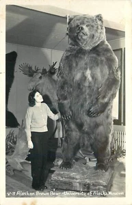 Tarjeta postal RPPC del museo de la Universidad de Alaska Brown Bear de la década de 1950 25-5079 - Imagen 1 de 2