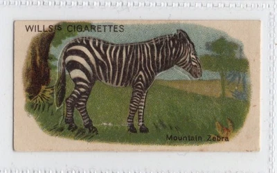 Wills cigarettes Die-cut Animals 1913 #25 Mountain Zebra - image 1 of 2