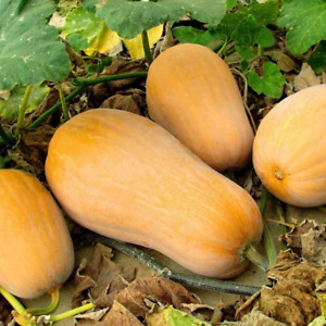 Butternut Squash Seeds | USA Garden Vegetable Winter Pumpkin Waltham Seed 2022